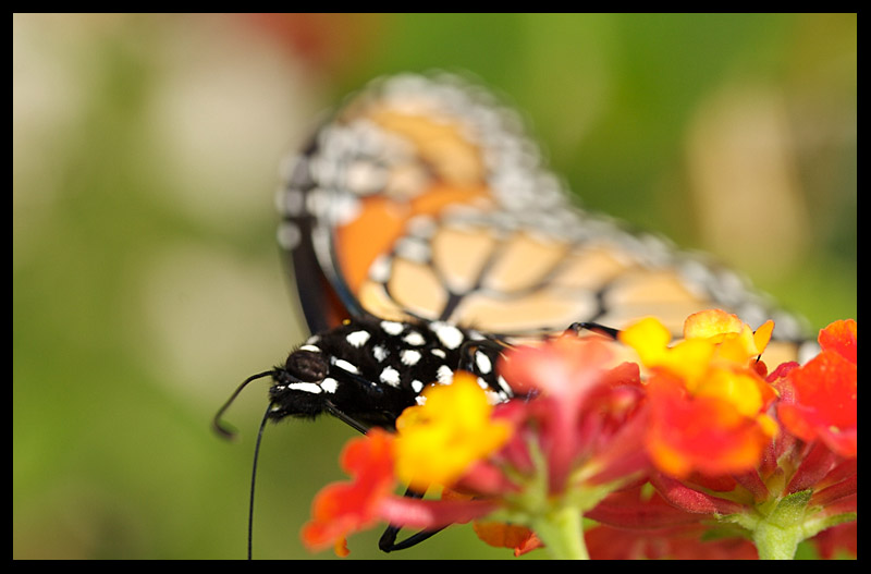 Monarch Butterfly
