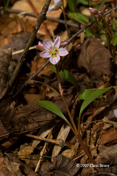 Spring Beauty (<i>Claytonia virginica</i> - Portulacaceae)