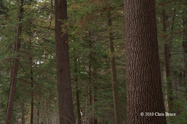 Winter Hemlocks