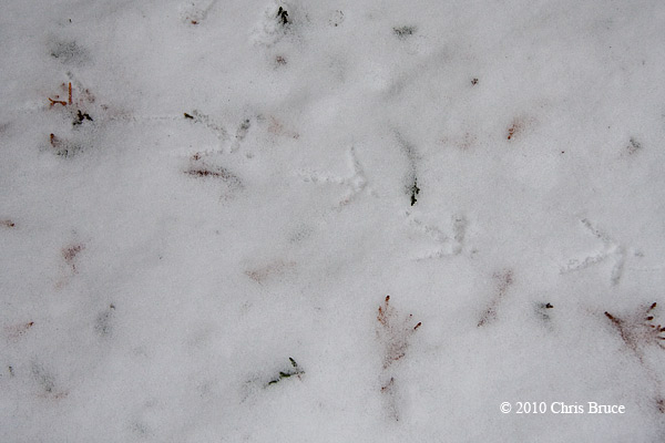 Ruffed Grouse tracks