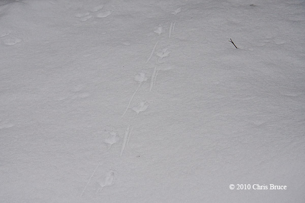 Ruffed Grouse tracks