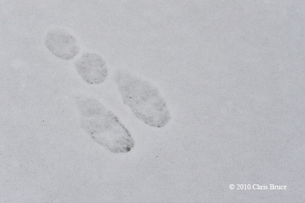 Snowshoe Hare print