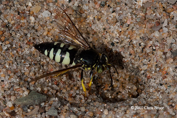 Sand Wasp (<em>Bicyrtes sp.</em>)