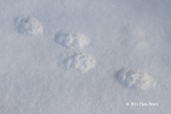 Skunk print close-up