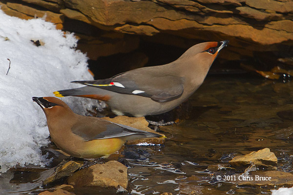 Bohemian & Cedar Waxwing