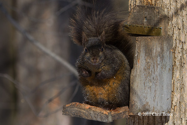King Squirrel II