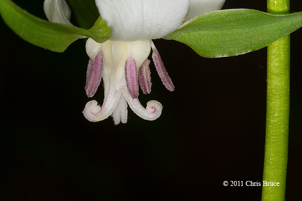 Nodding Trillium (<em>Trillium cernuum</em>)