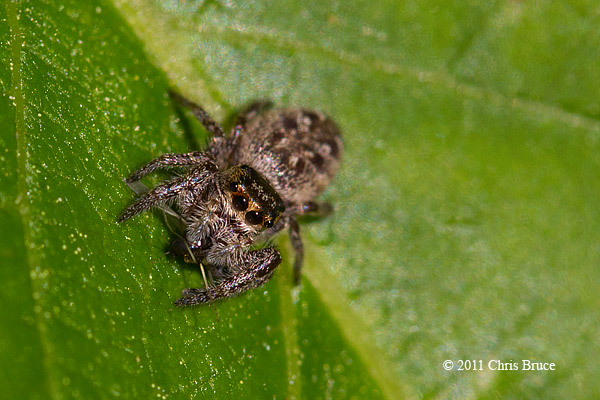 Jumping Spider (<em>Eris sp.</em>) with Prey