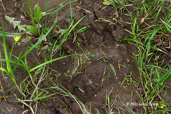 Bear Paw Print