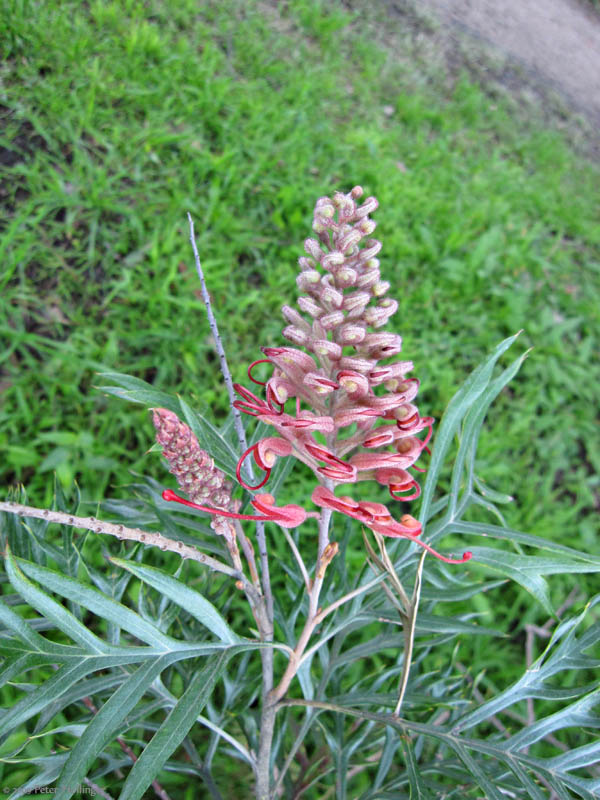 Grevillea