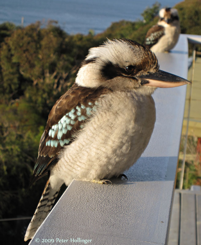 Kookaburra