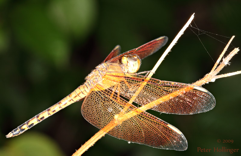 Javanese Dragonfly