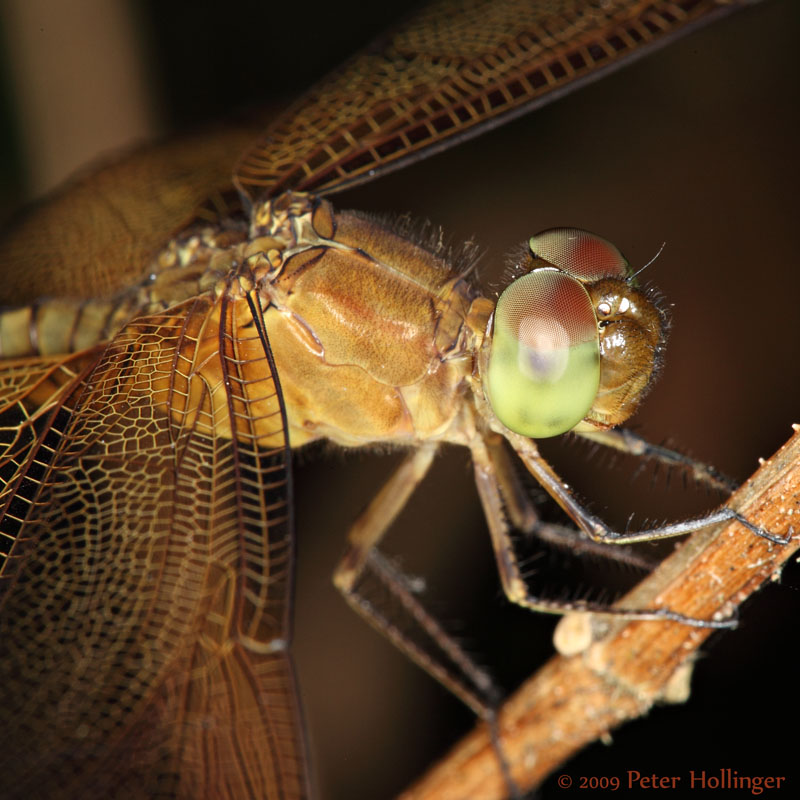 Dragonfly Closeup