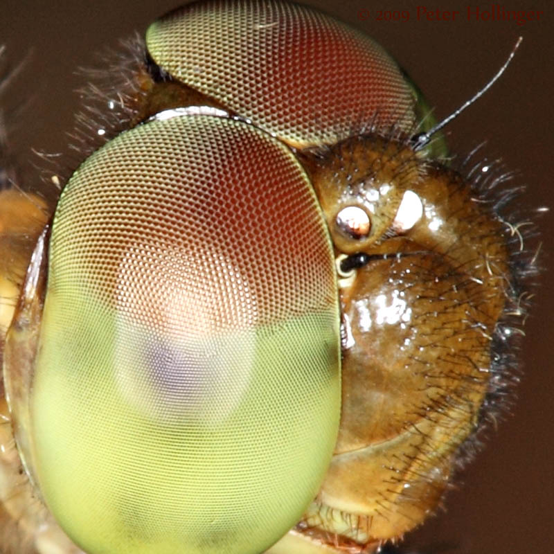 Dragonfly Eye Closeup