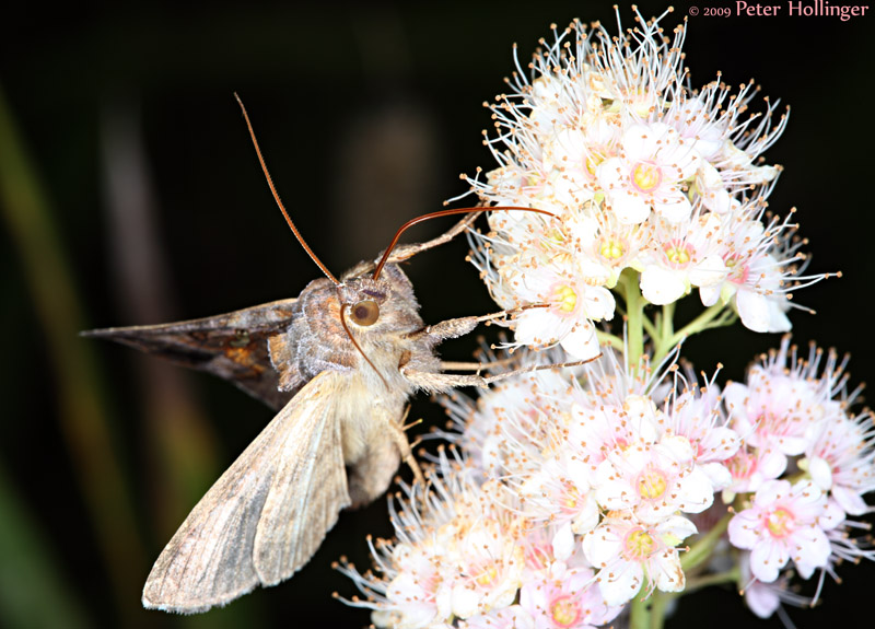 Moth with Nice Tufts