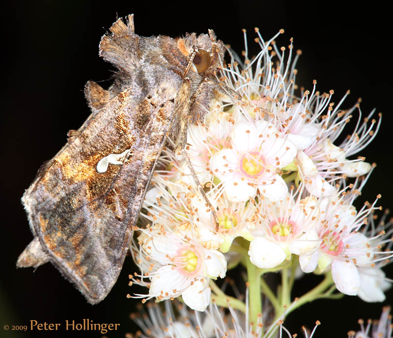 Looper Moth with Nice Tufts