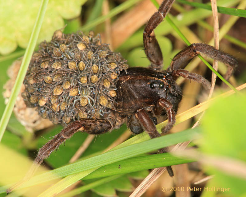Mama Wolf Spider with Babies on Back