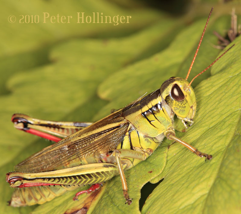 Two-Striped Grasshopper