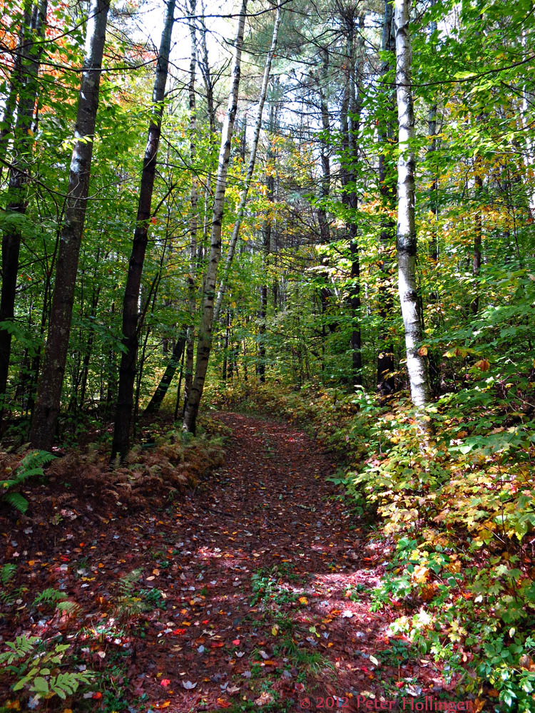 October Woods Walk