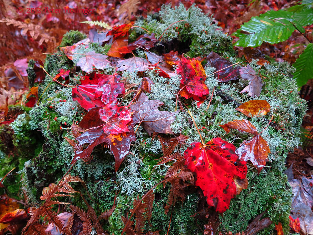 Lichens and Leaves