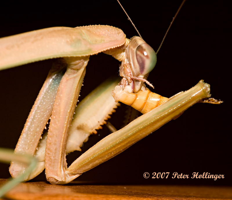 Missy Mantis Munching on a Mealworm