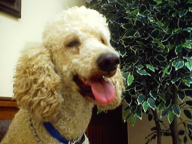 at the vets