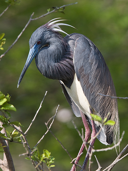 Tricolored Heron