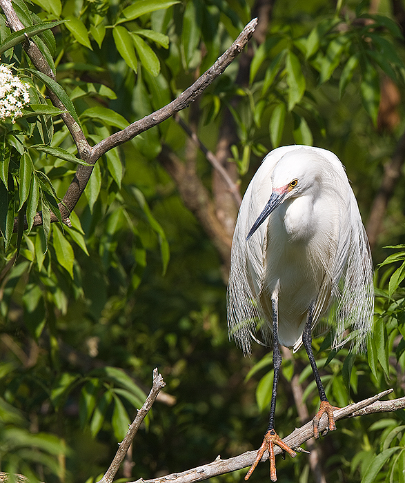 Snowy Egret