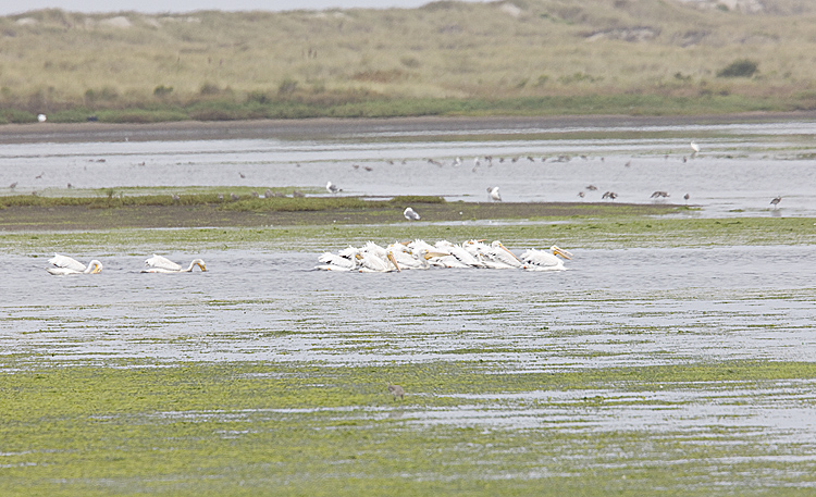 American White Pelican fishing cooperatively
