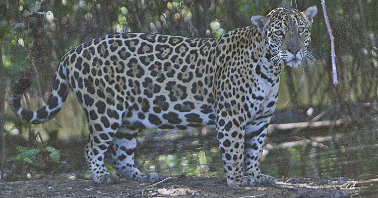 Jaguar looks
