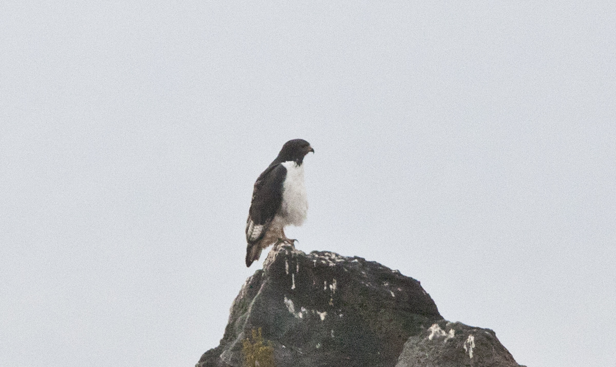 Auger Buzzard