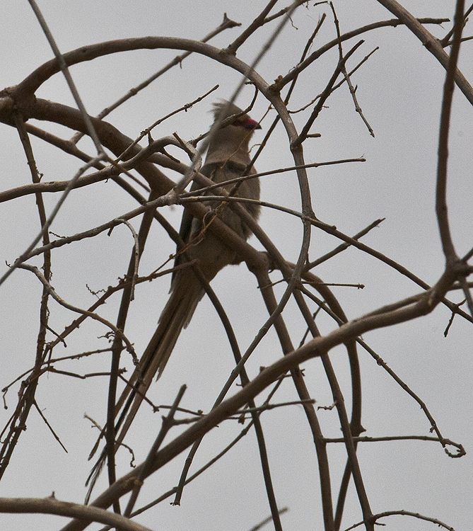 Blue naped Mousebird