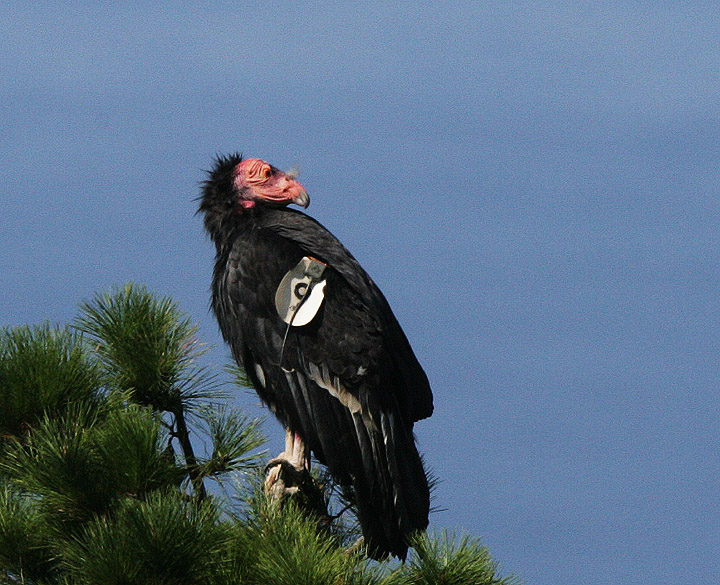 California Condor #9