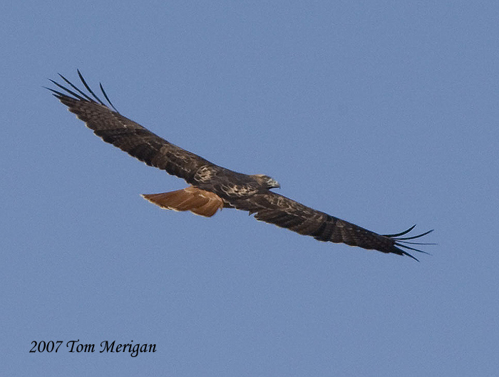 Red-tailed Hawk in flight from above