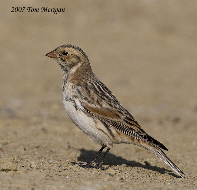 Lapland Longspur