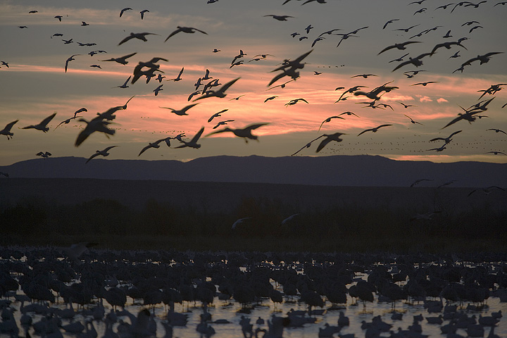 Geese fly in at dawn