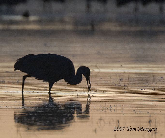 Sandhill Crane eats at dawn