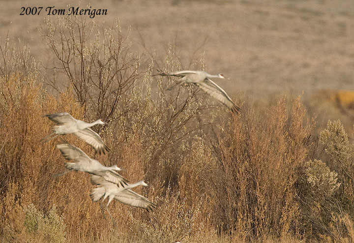 Sandhill cranes in AM