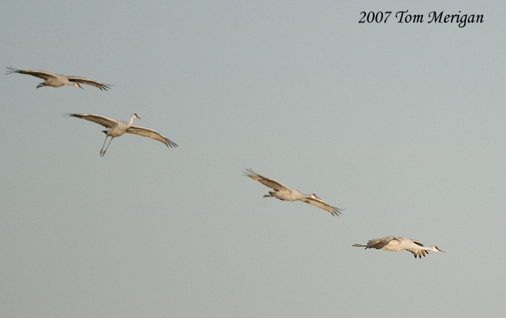 Sandhill cranes in flight