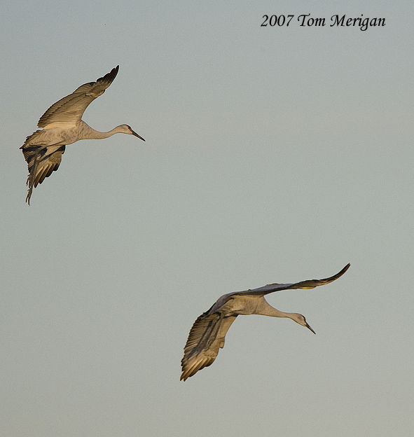 Sandhill cranes in flight