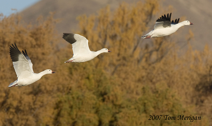 Snow geese in flight