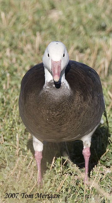 Blue morph Snow goose