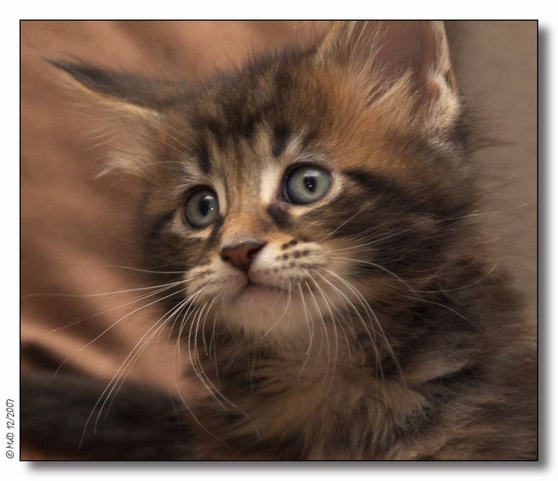 Panter 7 weeks