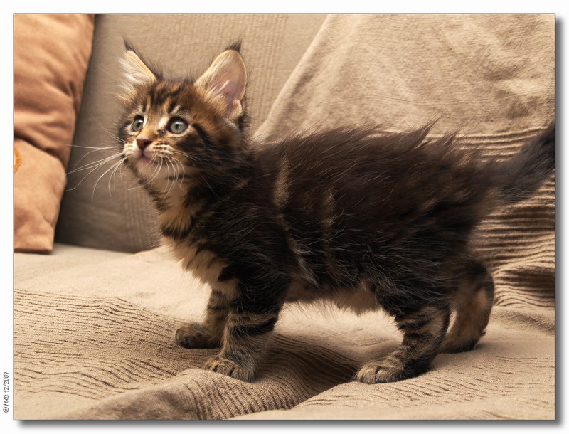 Brownie-7 weeks