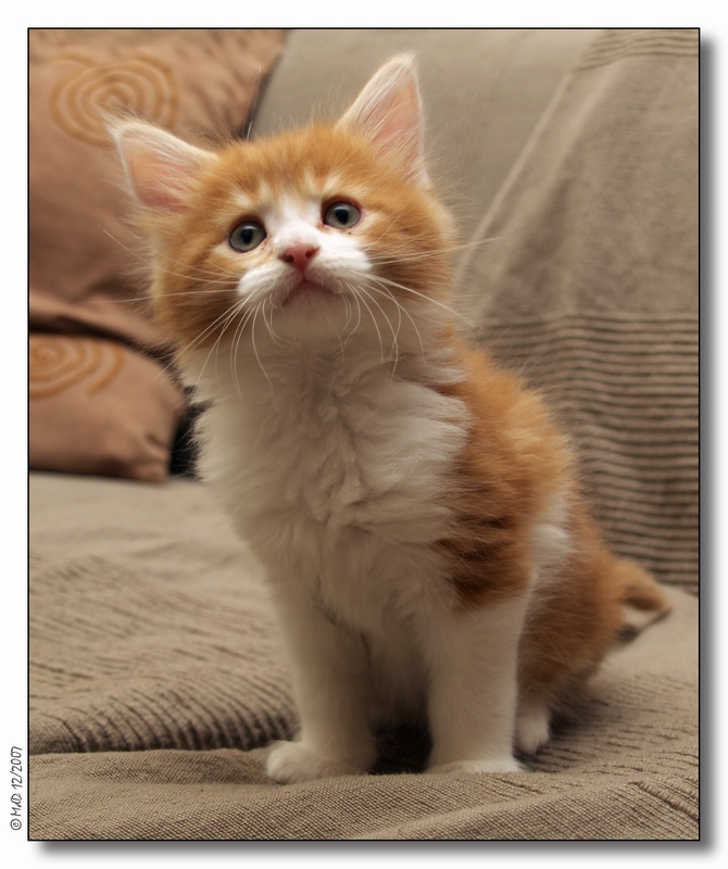 Drago-7 weeks
