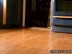 corgis_sg.gif
