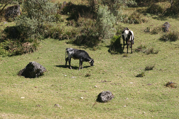 Ganado Vacuno en los Valles Proximos a la Cabecera