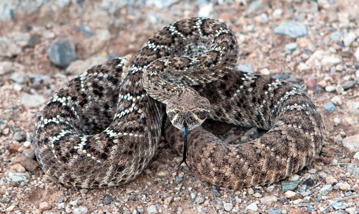 Western Diamond-backed Rattlesnake