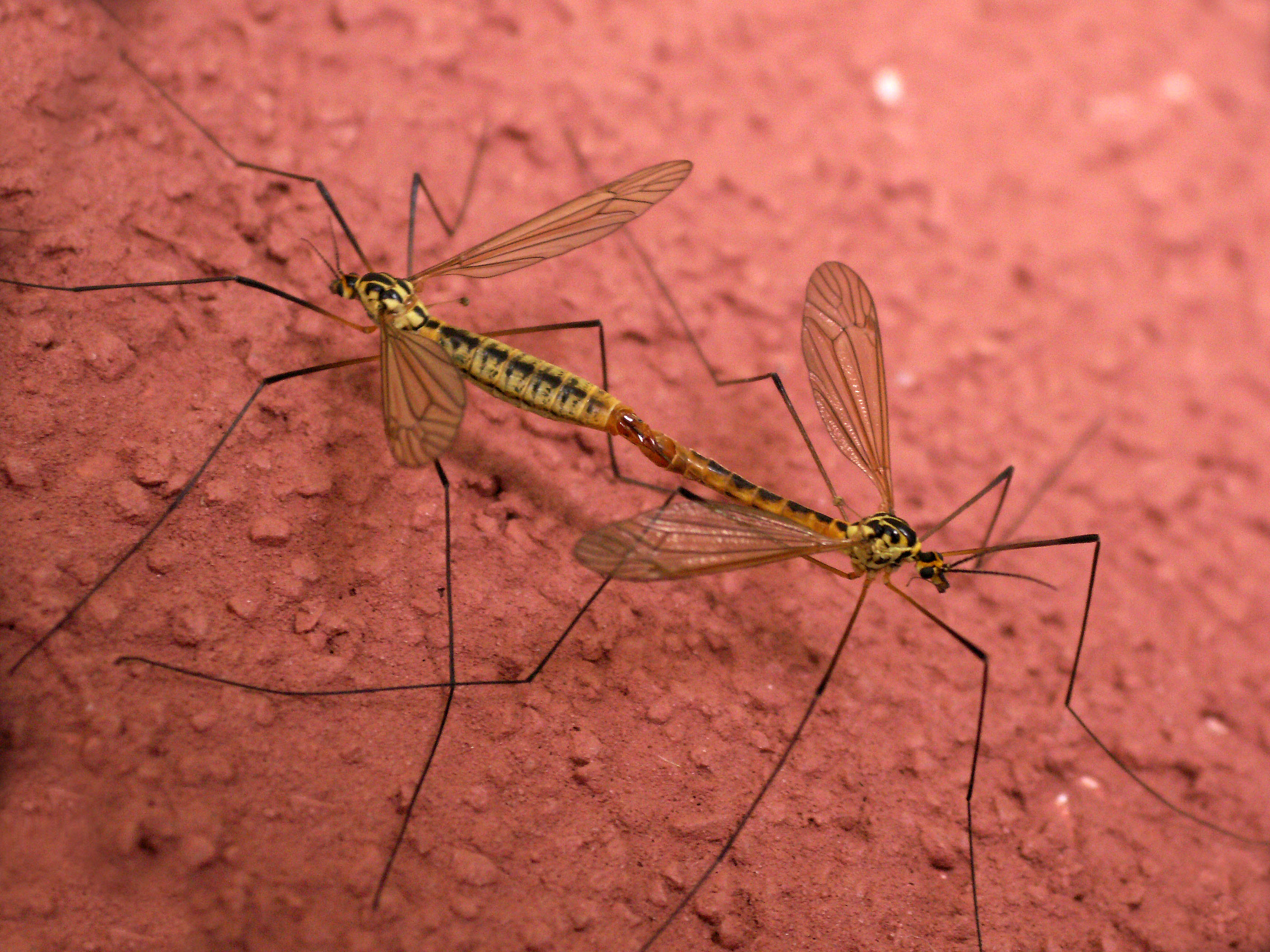 Accouplement de tipules