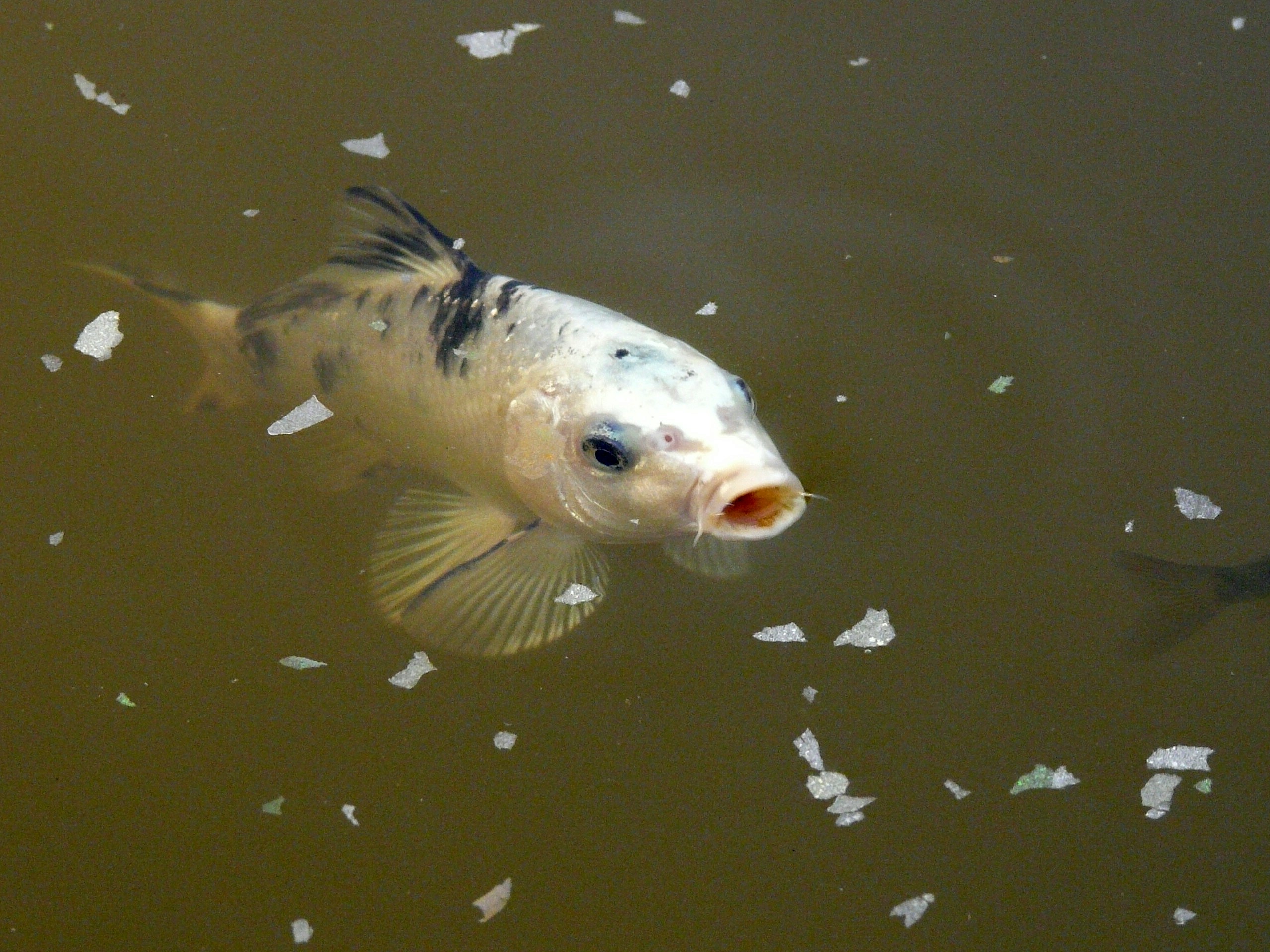 Carpe koi